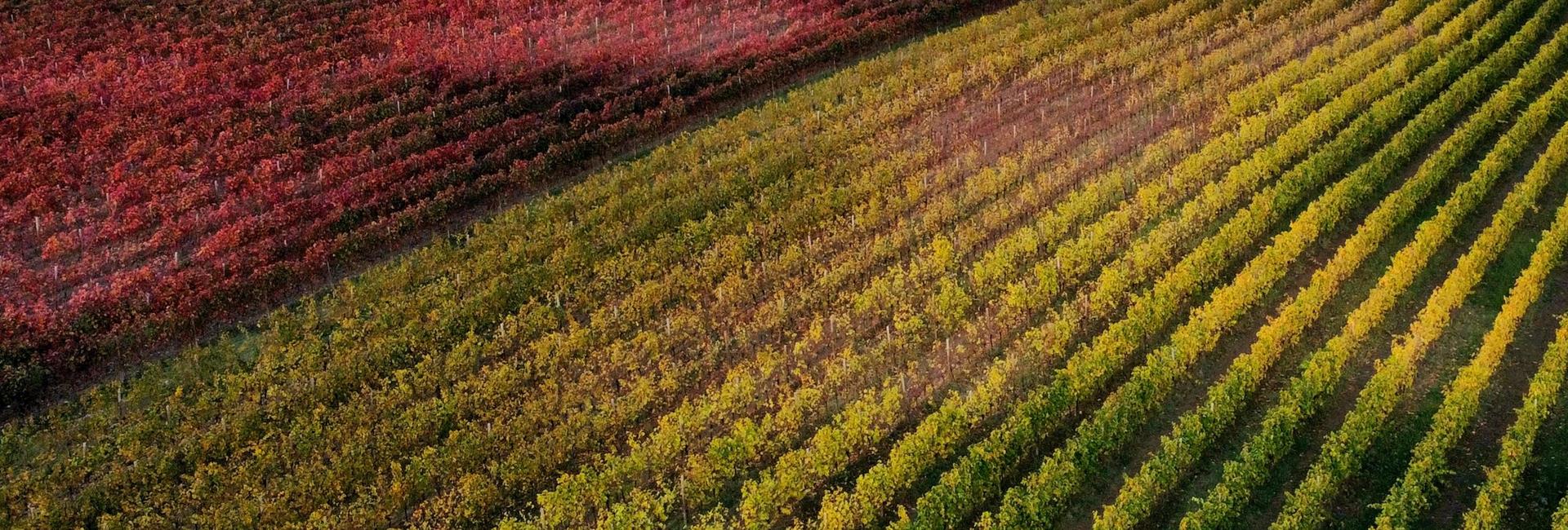 Jesen v vinogradu
