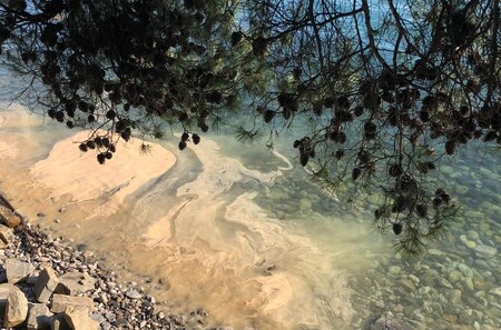 Rumene zaplate povzroča cvetenje iglavcev. Foto: AMP Miramare.