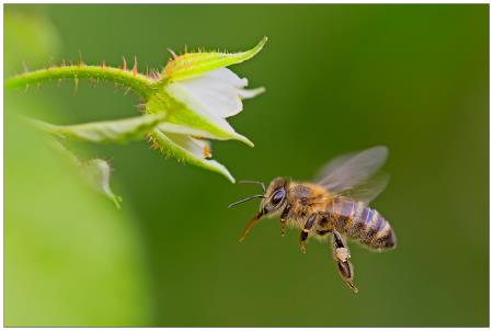 Danes je že vsaka tretja žlica hrane odvisna od opraševanja, čebelji pridelki so bogat vir nujno potrebnih hranil (vir: kmetijsko ministrstvo).